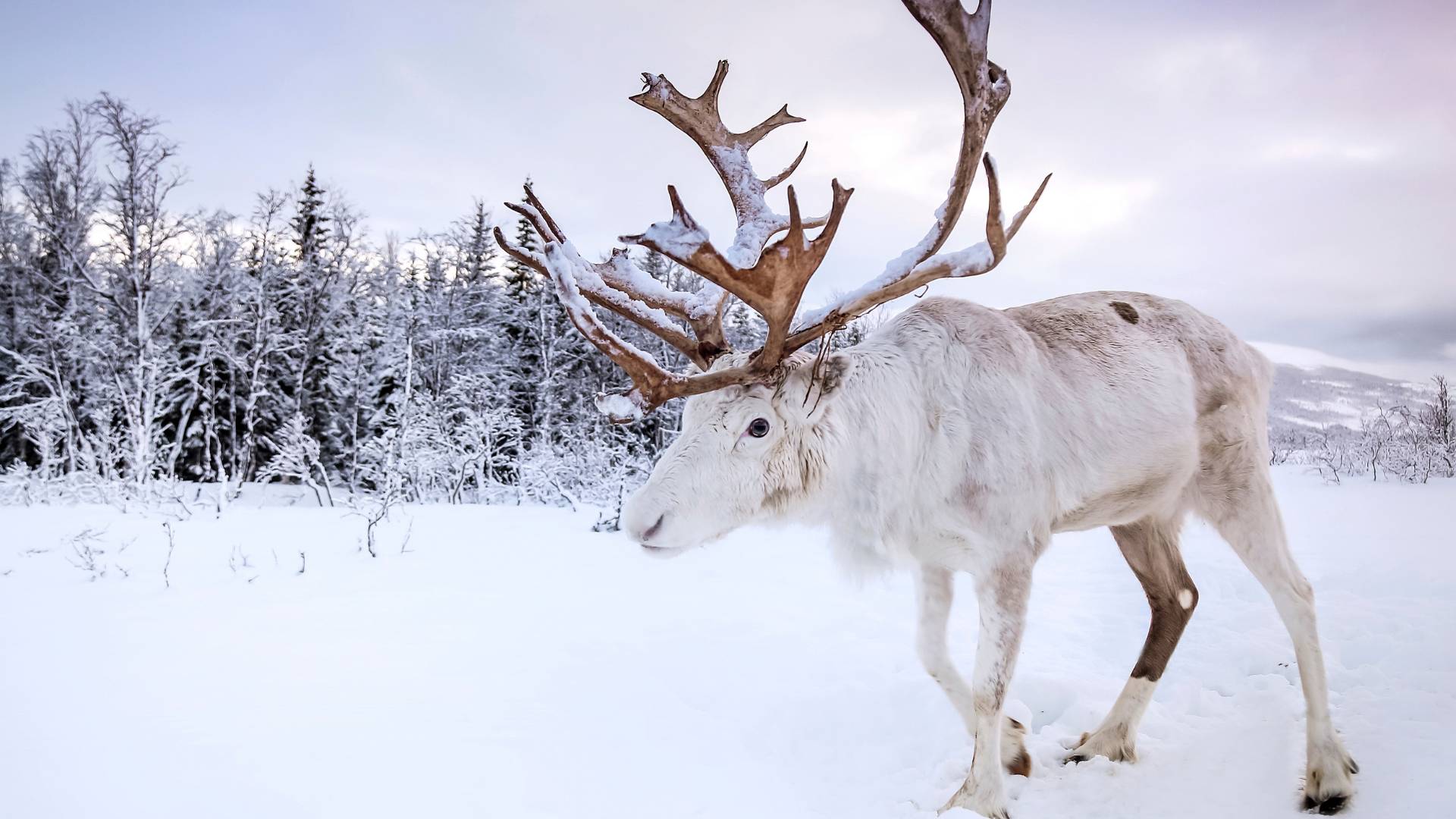 Incanto boreale Classic