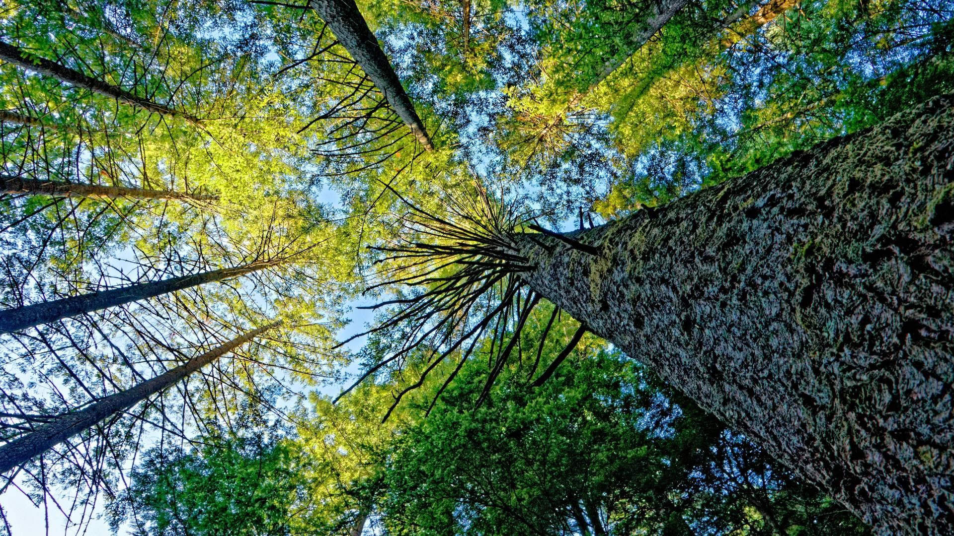 Columbia Britannica (Canada)