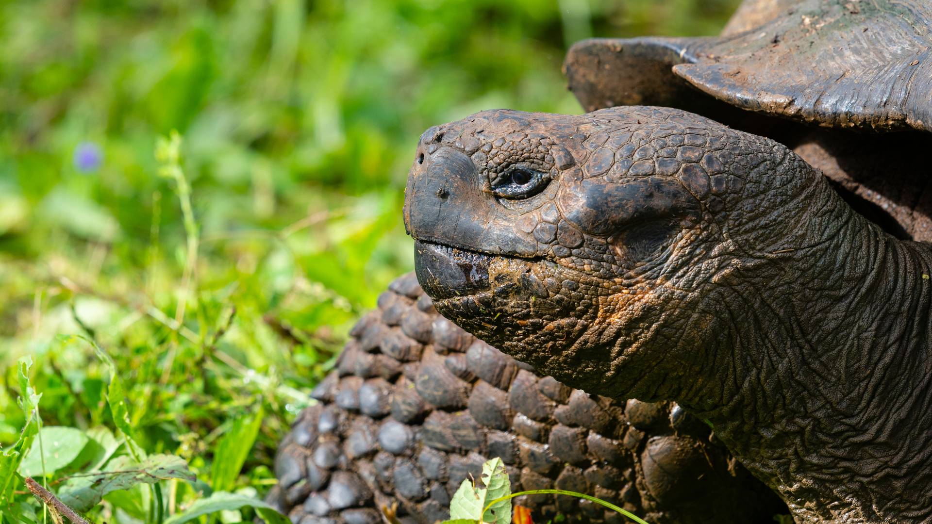 Galápagos, il miracolo della natura