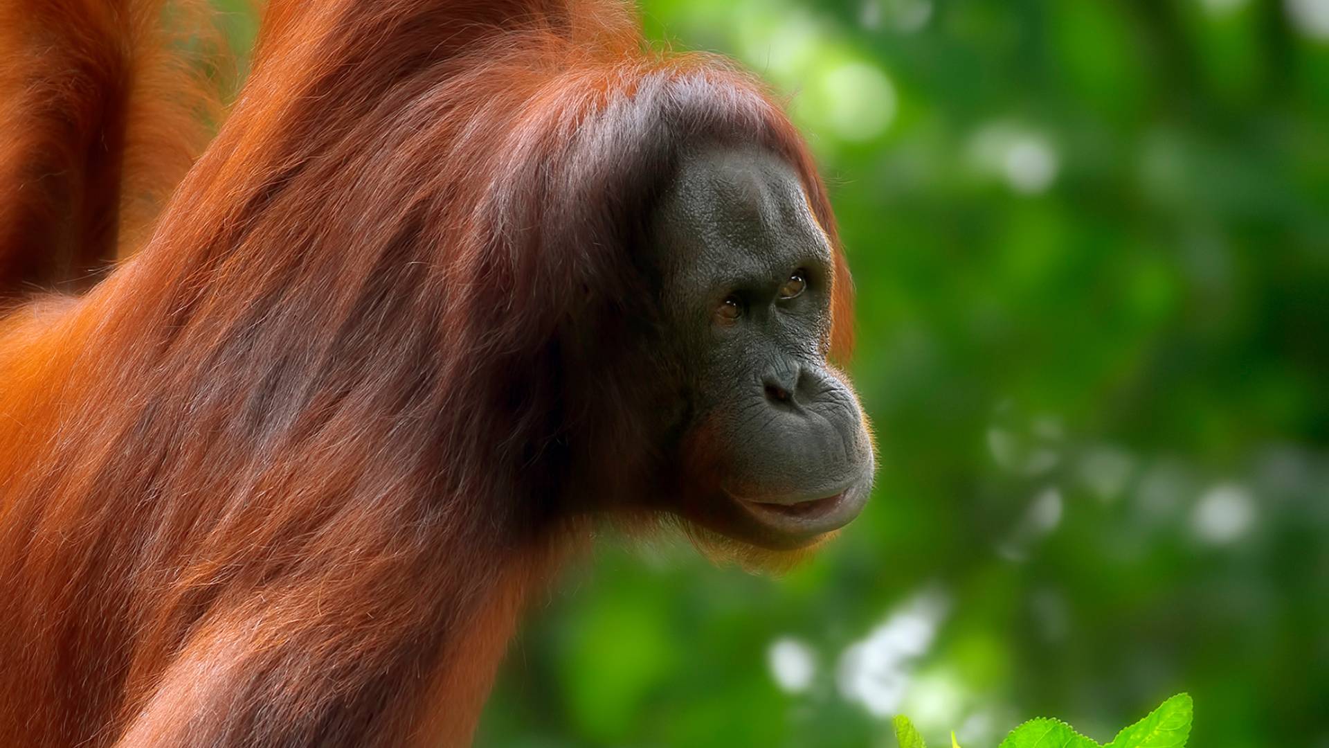 Gran tour del Borneo