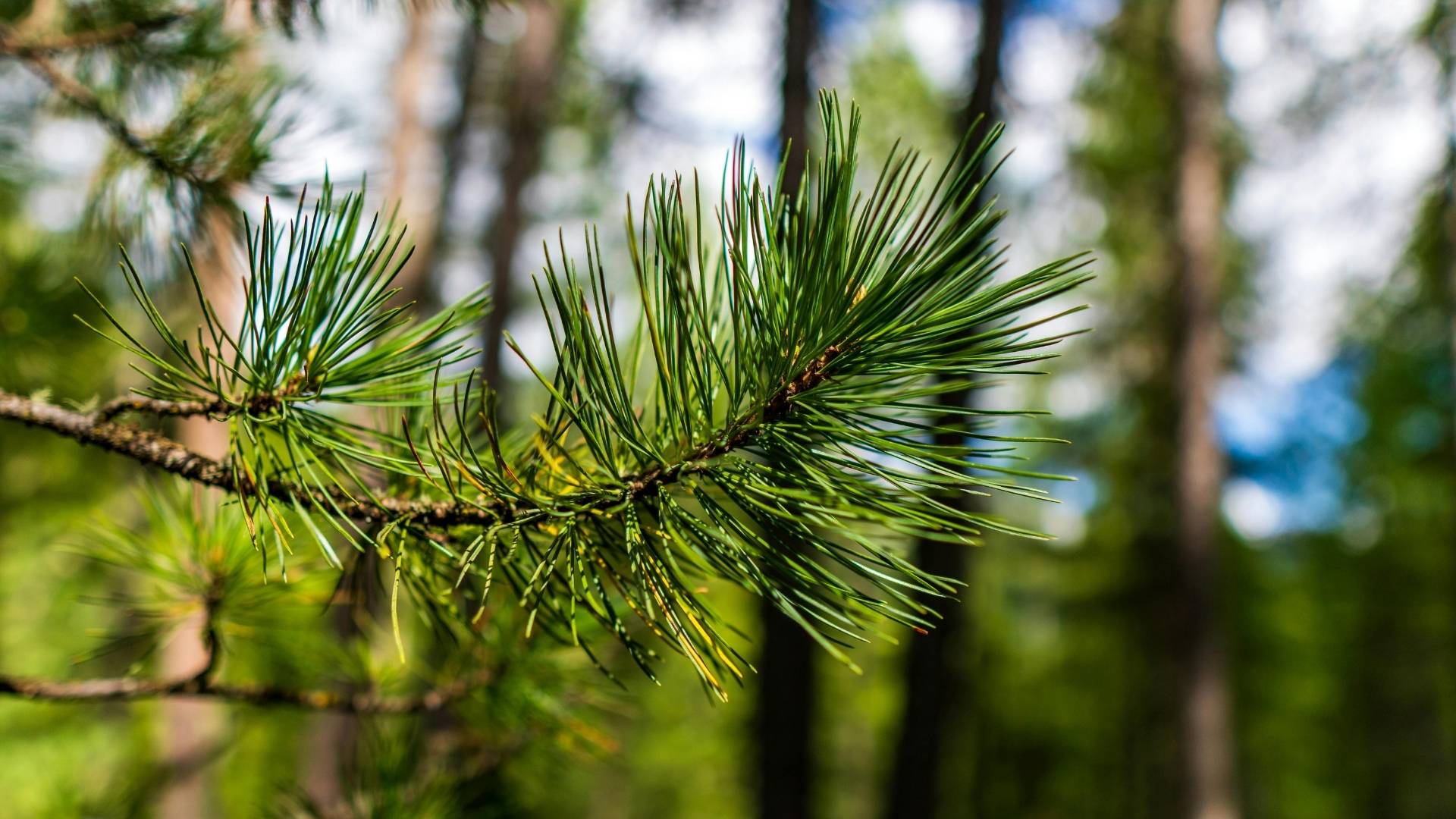 Svizzera, Alsazia e Foresta Nera